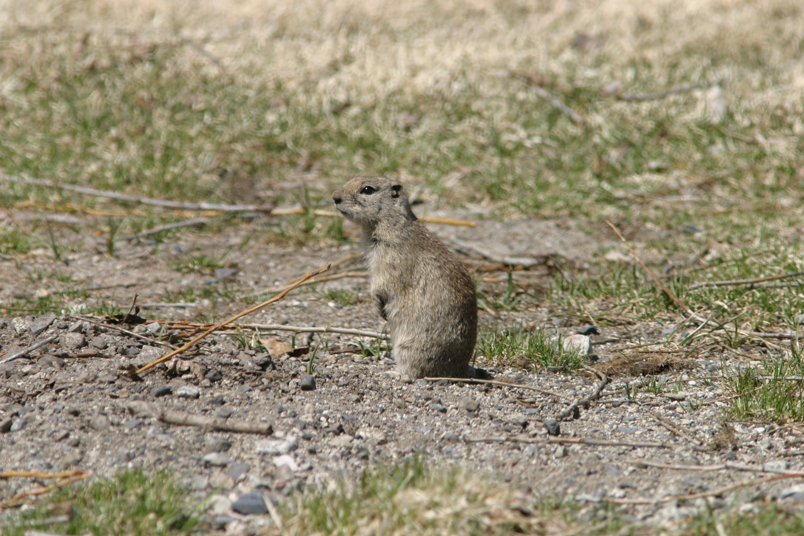 Show Some Appreciation for the Mohave Ground Squirrel with These Seven